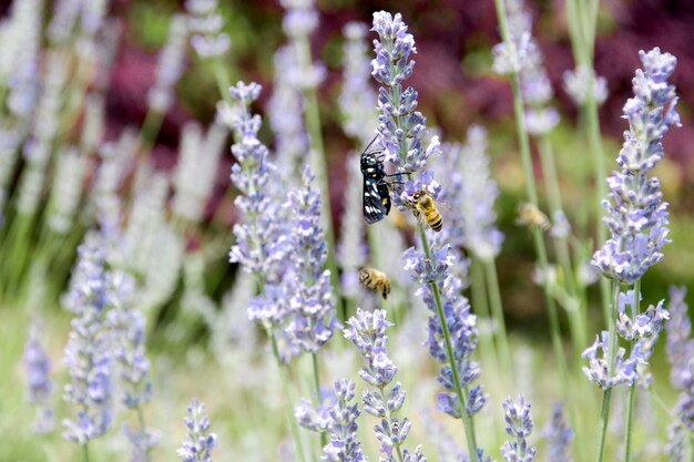 Photo le farfalle cercano sui fiori il cibo