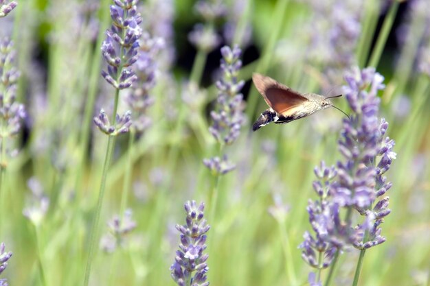 Photo le farfalle cercano sui fiori il cibo