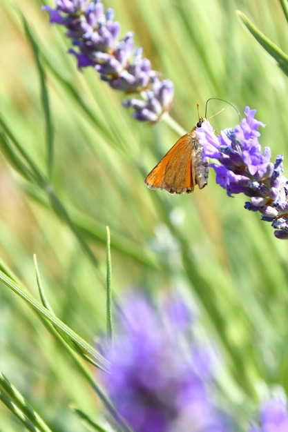 Photo le farfalle cercano sui fiori il cibo