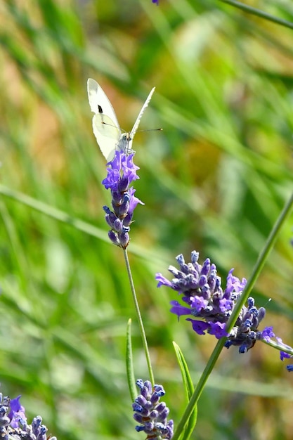 Photo le farfalle cercano sui fiori il cibo