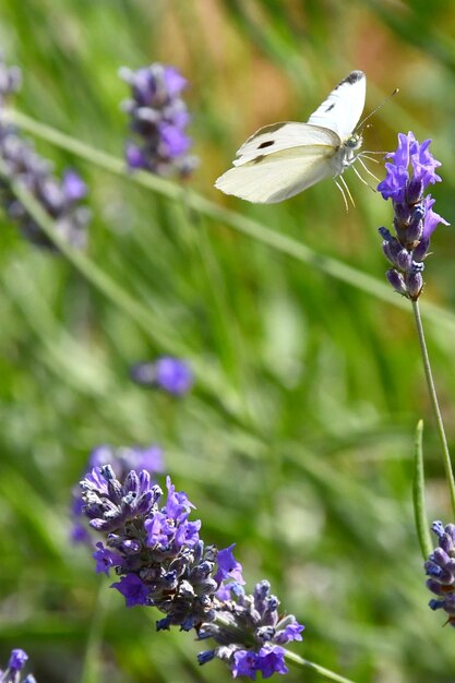 Le farfalle cercano sui fiori il cibo