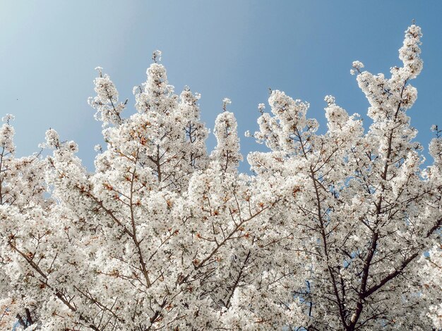 Le printemps au jardin des plantes