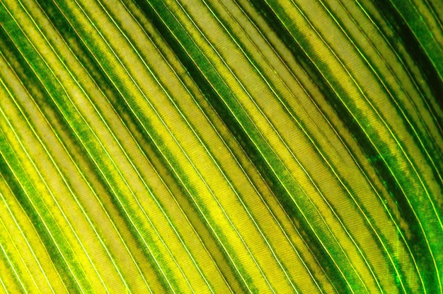 Leaf abstract