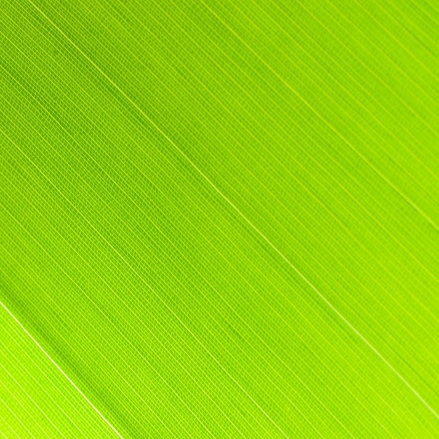 Leaf abstract