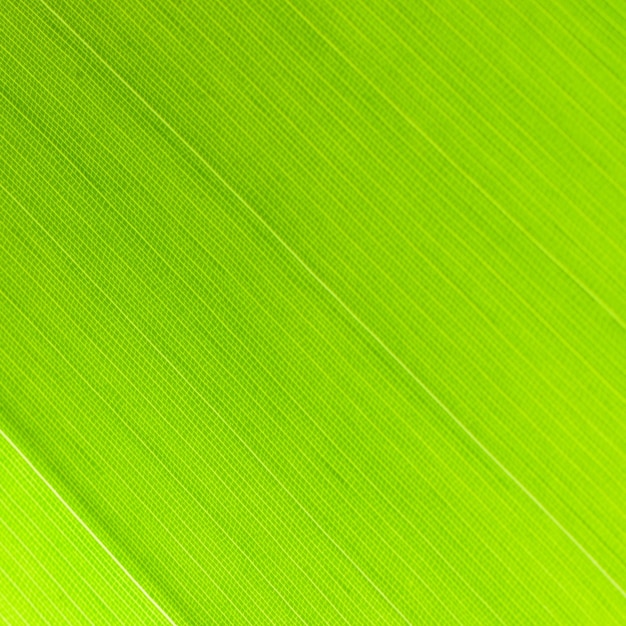 Photo leaf abstract
