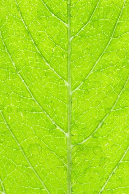 Leaf achtergrond