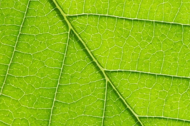 Leaf achtergrond