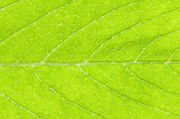 Leaf achtergrond