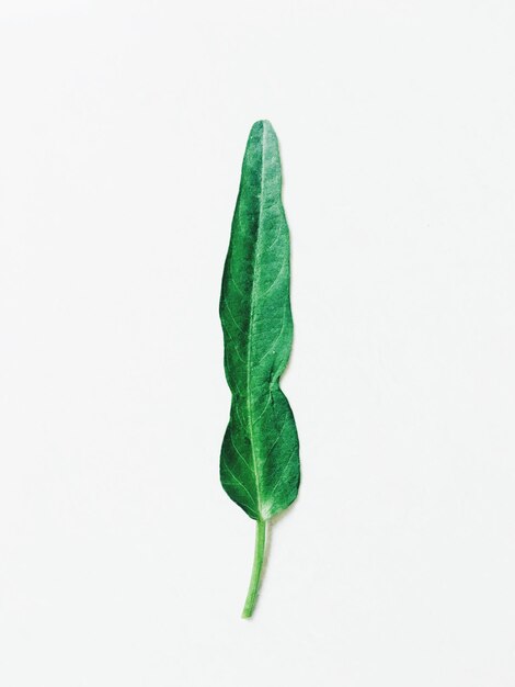 Photo leaf against white background