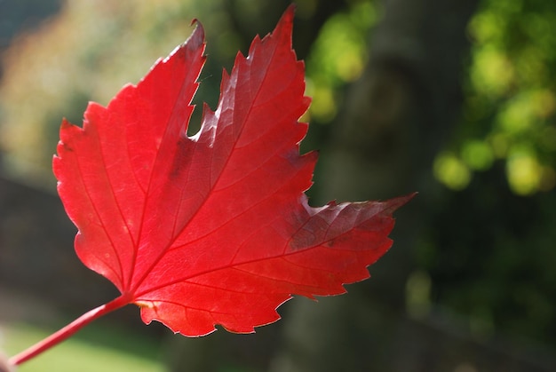 Leaf alone