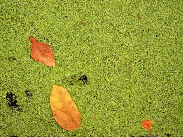 leaf on amid Duckweed