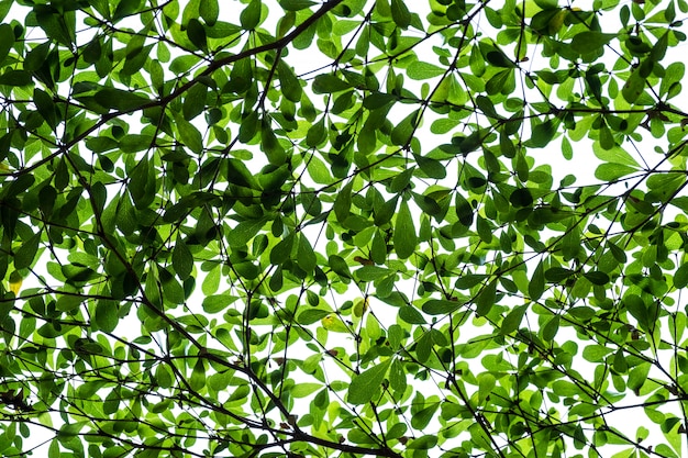 写真 葉と枝の背景