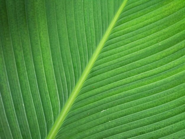 leaf as background abstract texture wallpaper photo