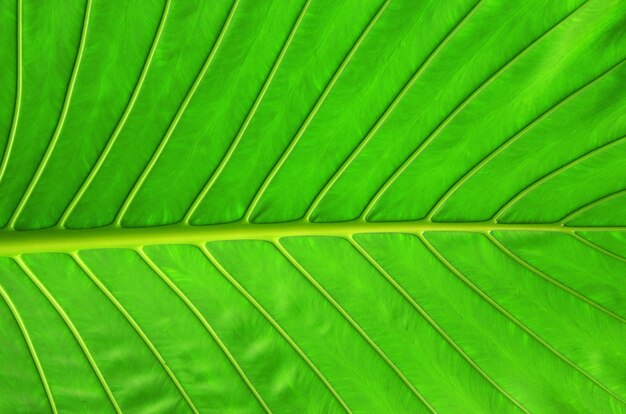 leaf as background