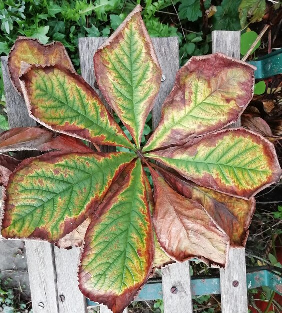 Leaf autumn nature garden