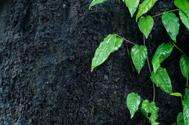 Leaf background ivy green