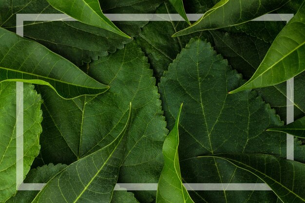 leaf background texture closeup plant