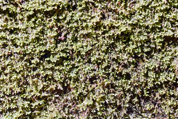 Leaf Background Texture Pattern