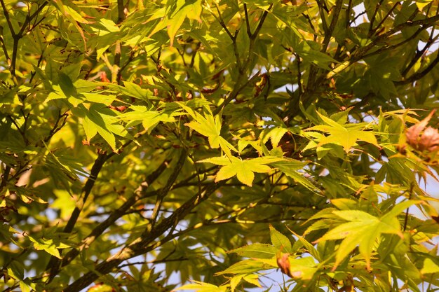 Leaf Background Texture Pattern