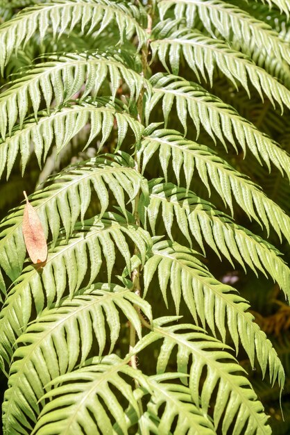 Leaf Background Texture Pattern