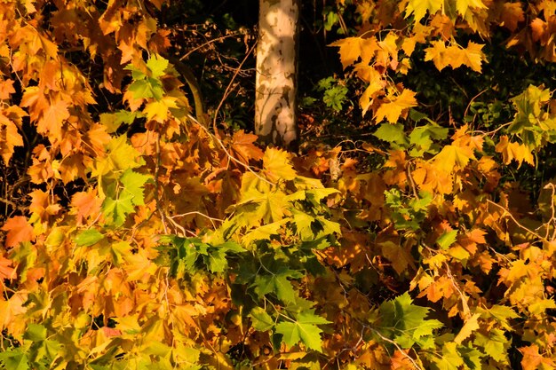 Leaf Background Texture Pattern