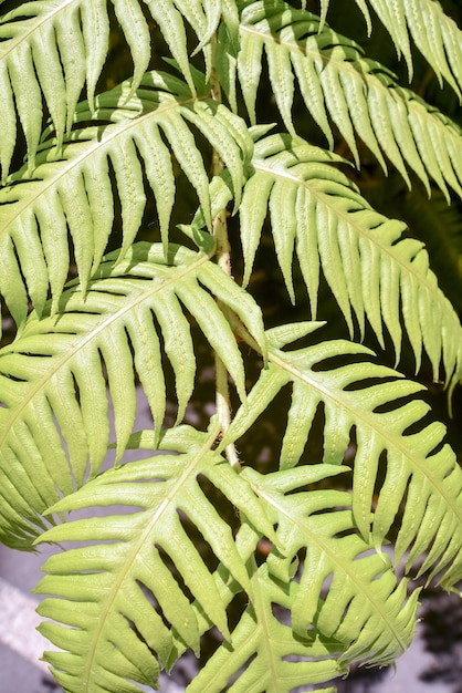 Photo leaf background texture pattern