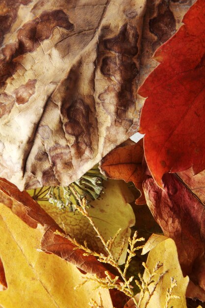 leaf background texture