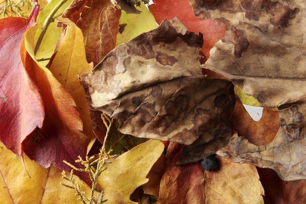 leaf background texture