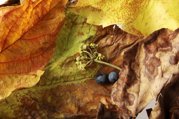 leaf background texture