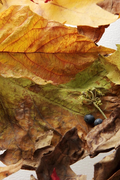 leaf background texture