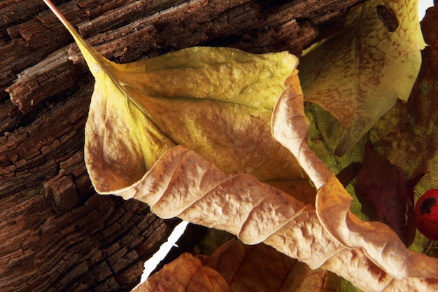 leaf background texture