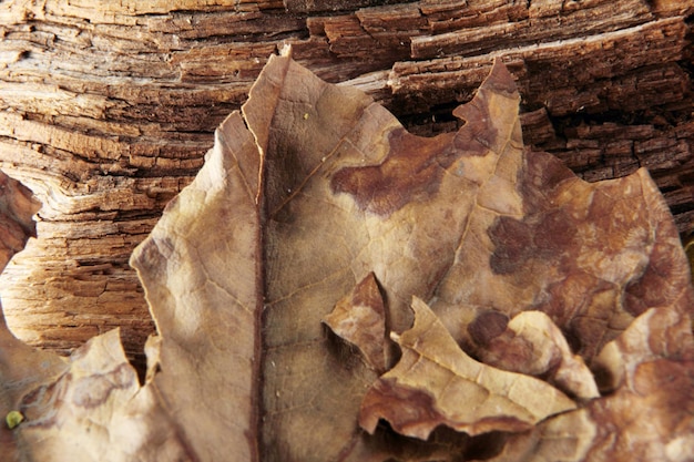 Photo leaf background texture