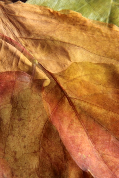 leaf background texture