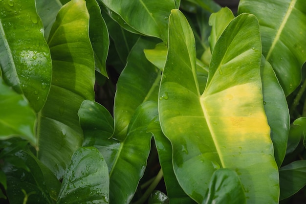 Leaf background with raindrops