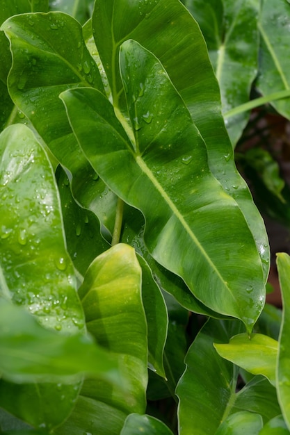 Leaf background with raindrops