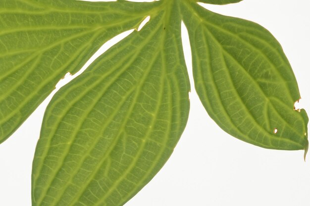 Photo leaf background