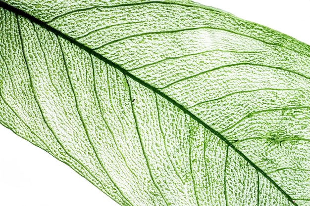 Leaf Background