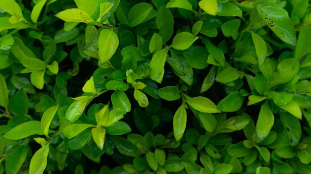 Foto leaf background