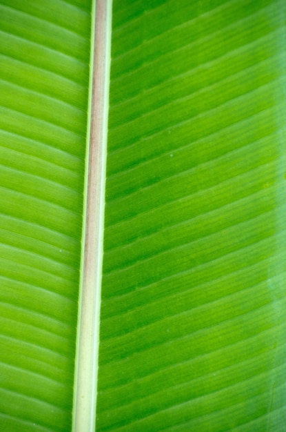 Leaf background