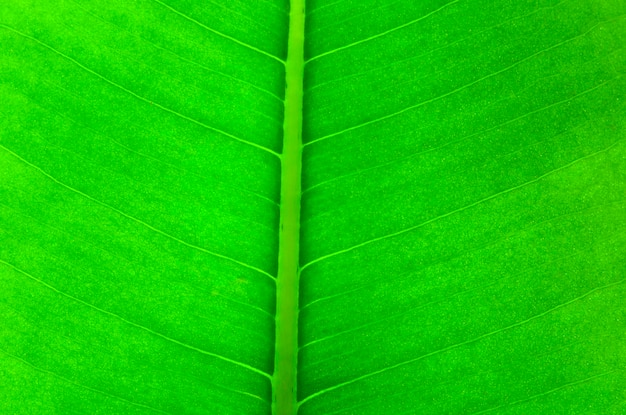 Leaf background