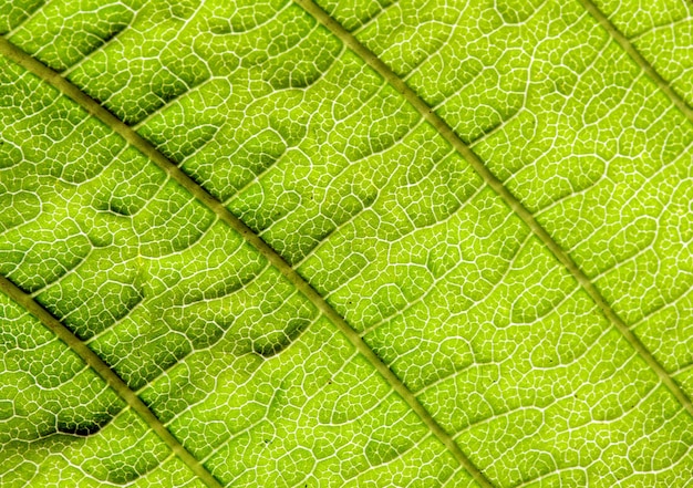 Photo leaf background