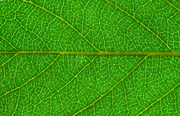 Leaf  background