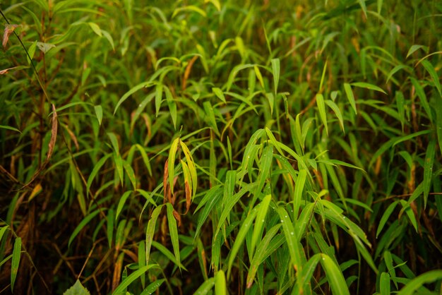 leaf bamboo grass