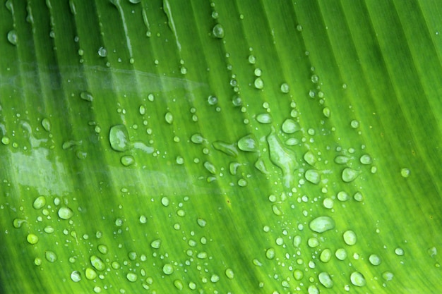 leaf banana background 