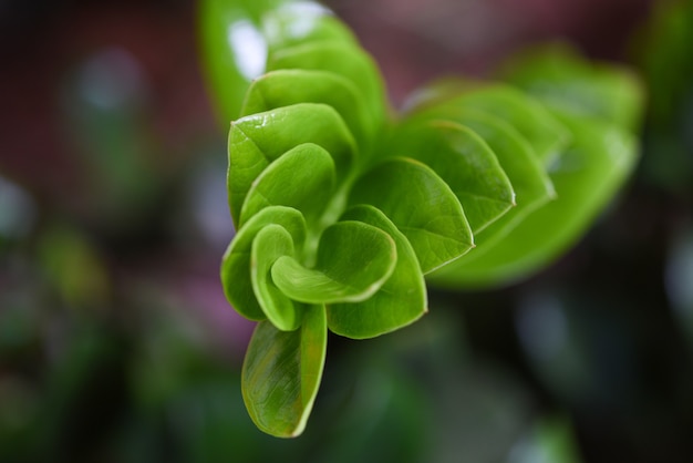 Photo leaf beautiful in the tropical forest plant jungle, natural green leaves