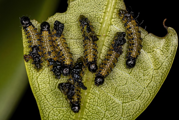 Foto larve di scarabeo fogliare