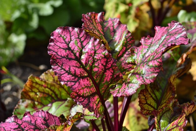 Photo leaf of beetroot