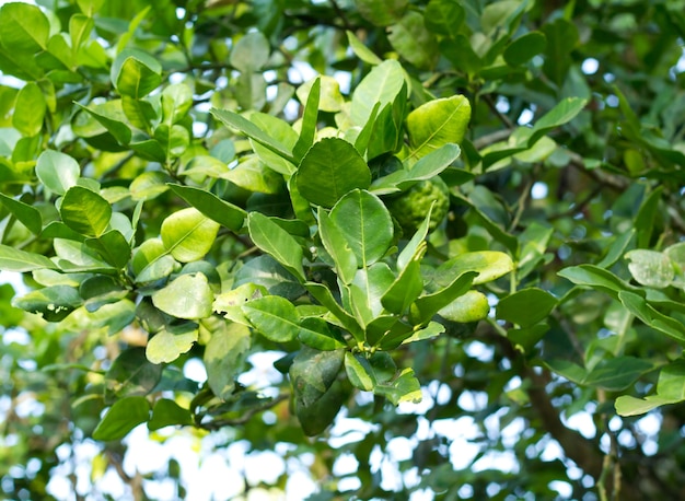 Photo leaf of bergamot.