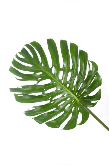 Foto foglia di un grande monstera nella priorità bassa bianca