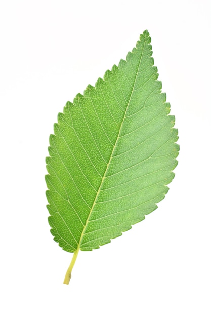 Leaf of a birch